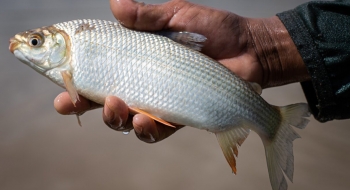 Agrodefesa orienta consumidor na compra de pescados